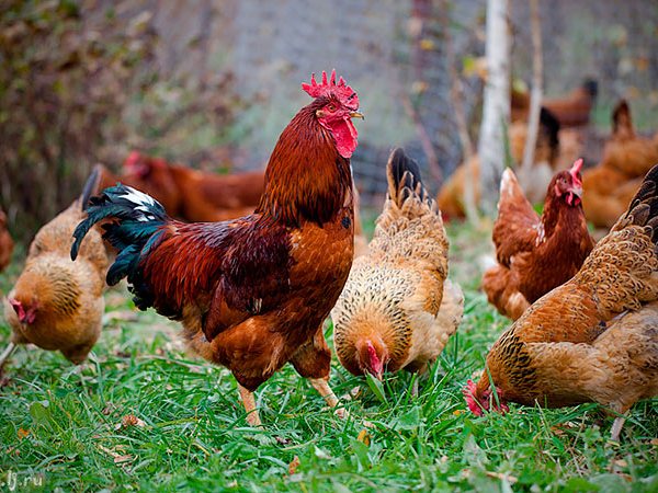 Породы куриц | ЗооТом - продажа, вязка и услуги для животных в Бийске