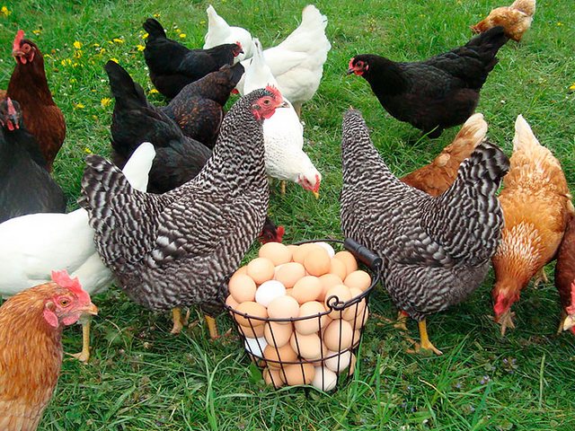 Содержание кур и уход за ними | ЗооТом - продажа, вязка и услуги для животных в Бийске
